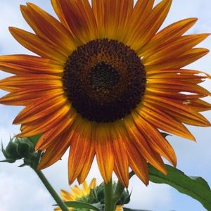 Meet your Posher, Wendee